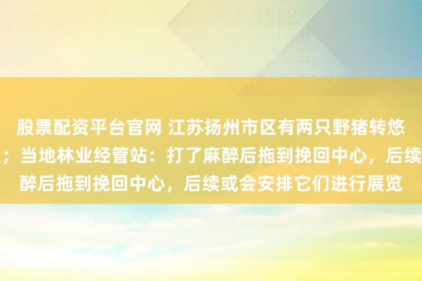 股票配资平台官网 江苏扬州市区有两只野猪转悠，过马路时卡在护栏上；当地林业经管站：打了麻醉后拖到挽回中心，后续或会安排它们进行展览